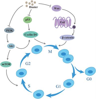 Molecular mechanisms and therapeutic applications of huaier in breast cancer treatment